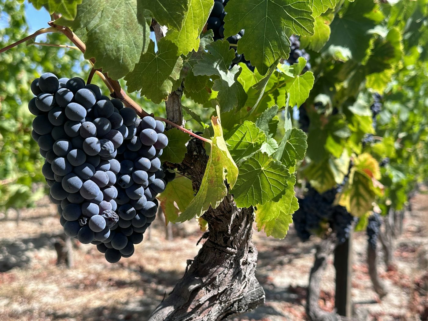Wine country in the Portuguese interior