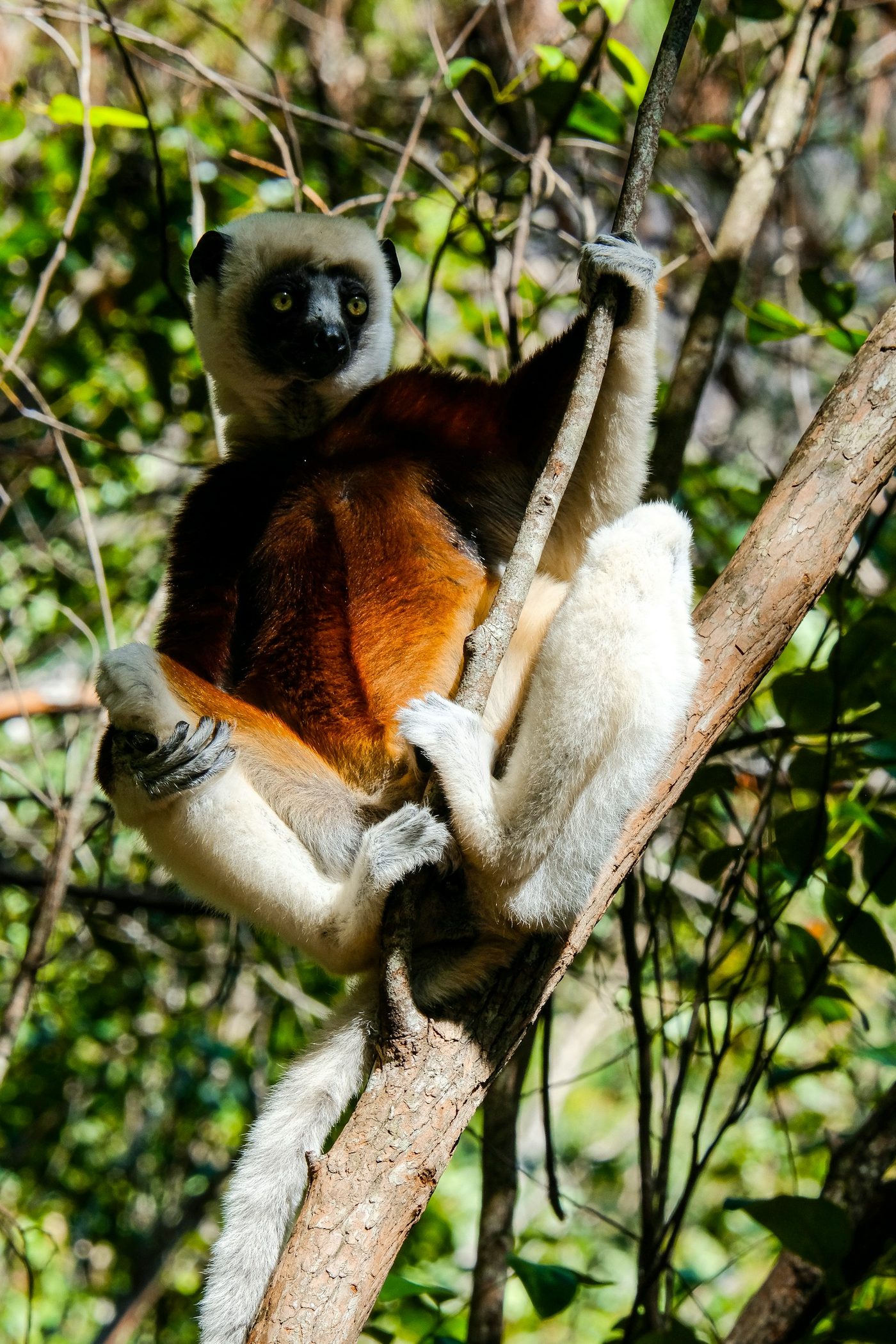 The rainforest of Ranomafana National Park